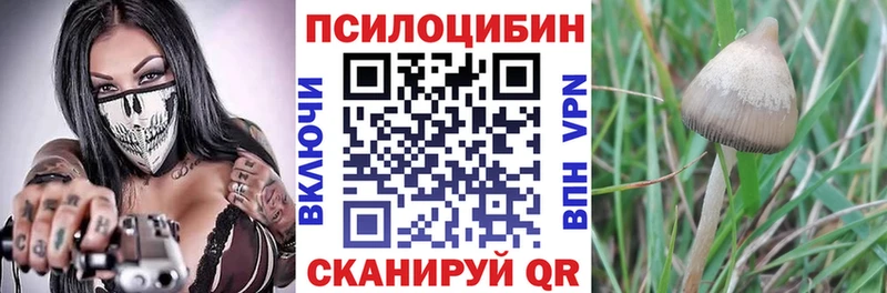 Псилоцибиновые грибы Cubensis  продажа наркотиков  Санкт-Петербург 